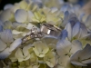 photo-wedflowers-rings